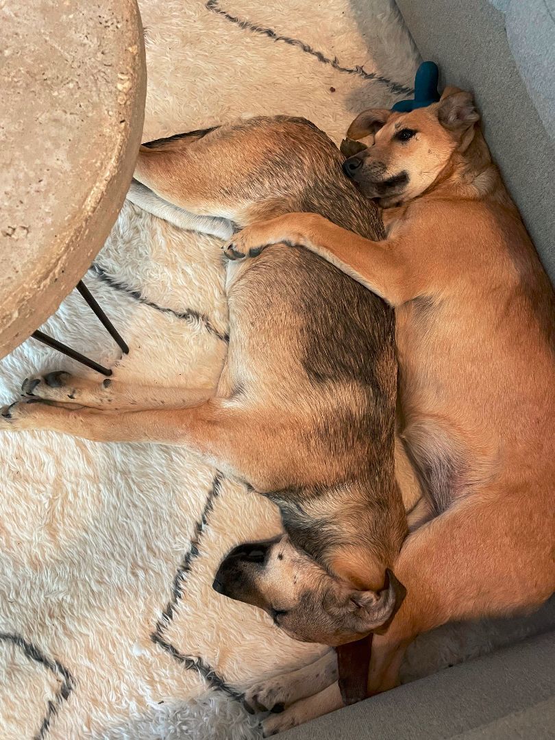 Antigua, a Adopted mixed breed in Wausau, WI image 1/8