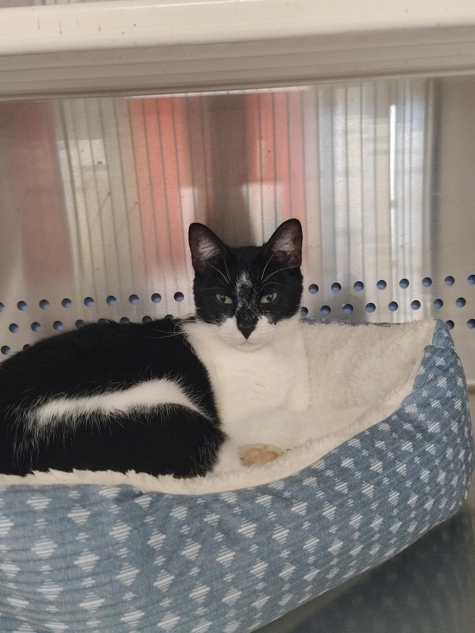 Enlarge Batman, a ADOPTABLE Domestic Short Hair in Mount Pleasant, TX image 2/2