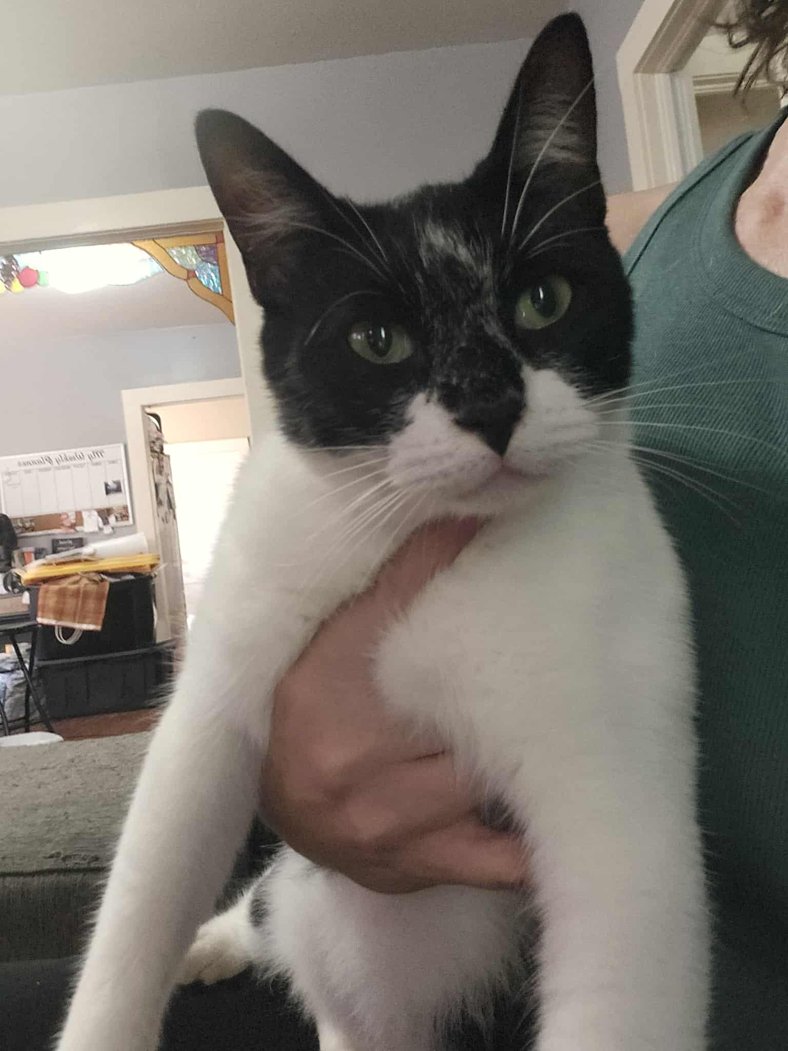 Batman, ADOPTABLE, Adult Male Domestic Short Hair.