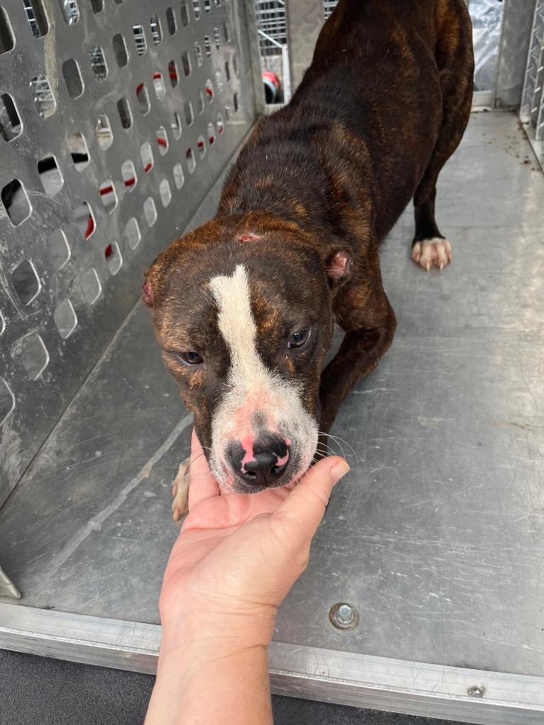 Enlarge Horace, a Adoptable mixed breed in Winnsboro, SC image 1/3