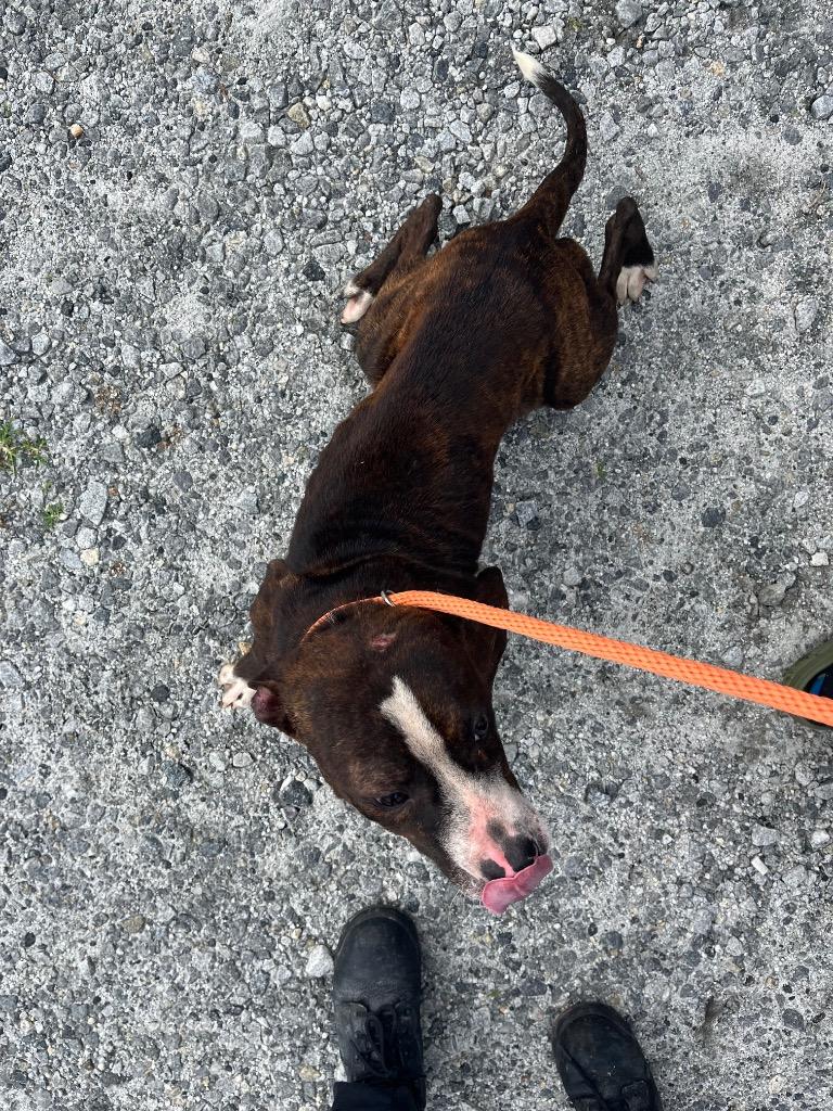 Enlarge Horace, a Adoptable mixed breed in Winnsboro, SC image 2/3