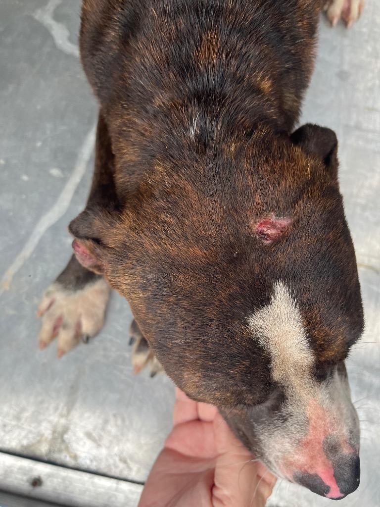 Enlarge Horace, a Adoptable mixed breed in Winnsboro, SC image 3/3