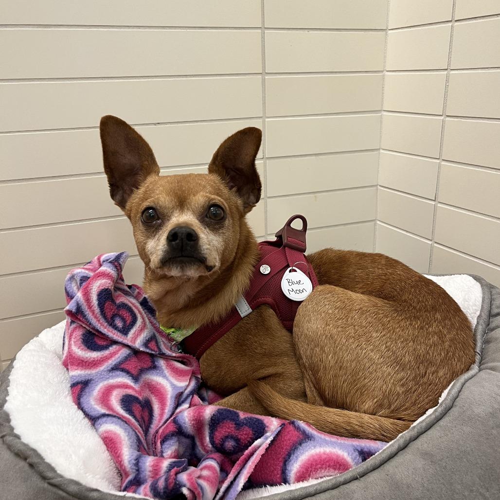 Blue Moon 14233, a Adoptable Chihuahua in San Francisco, CA image 3/3