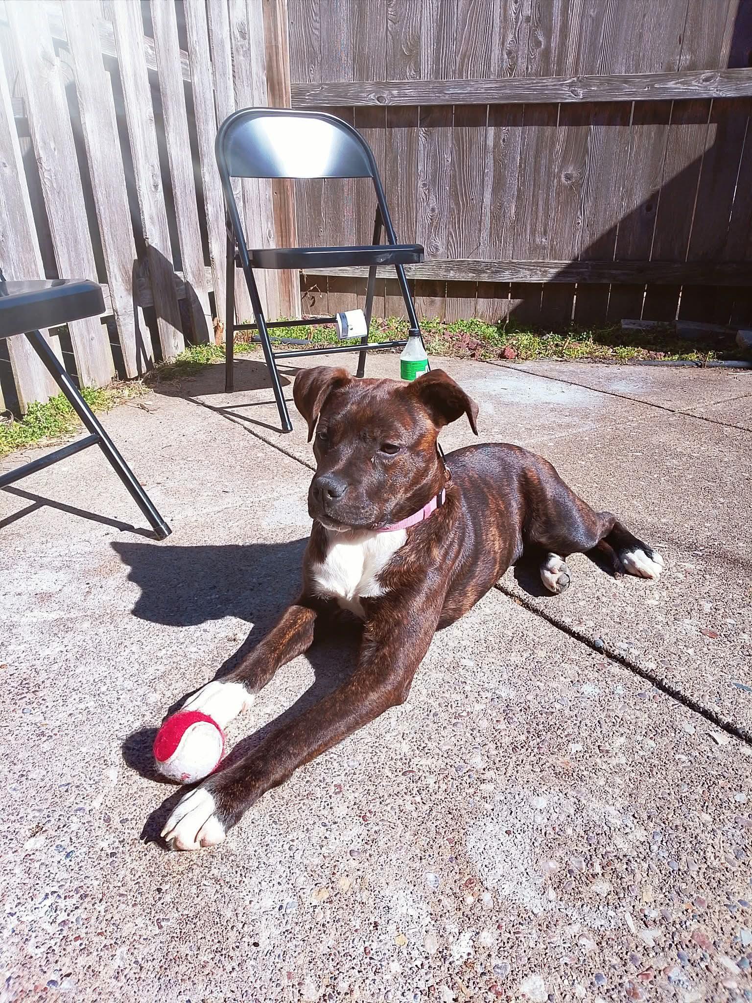 Olive, adoptable, Young Female Boxer.