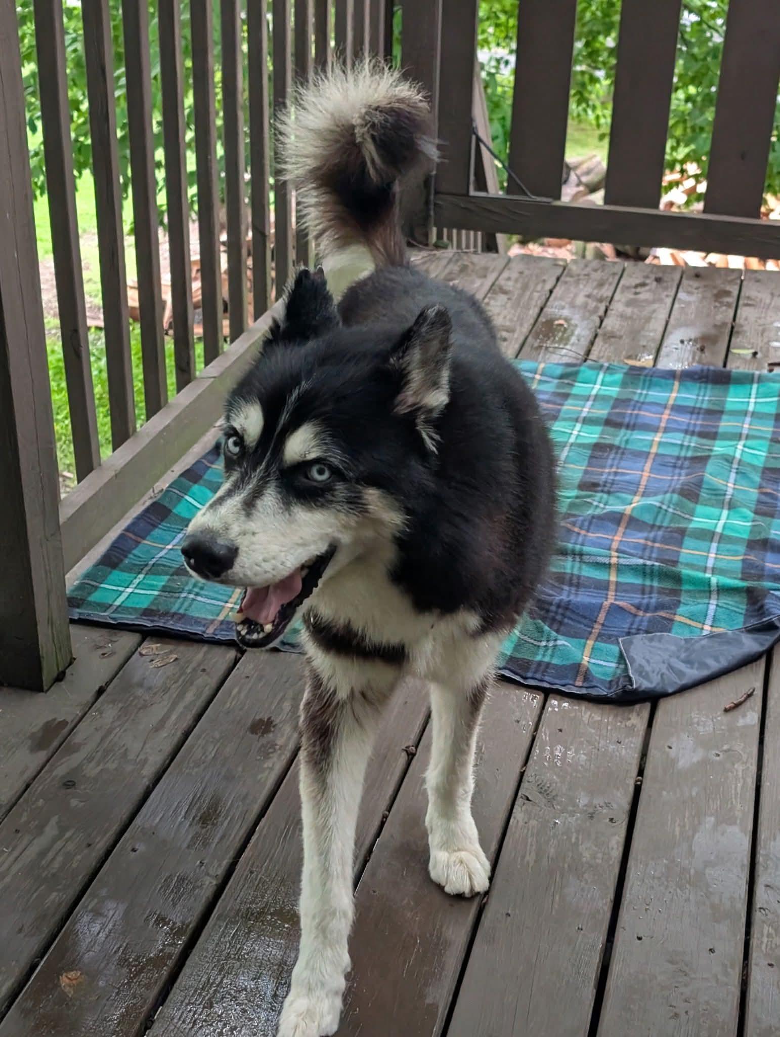 Captain, a Adoptable Husky in Glenmoore, PA image 1/3