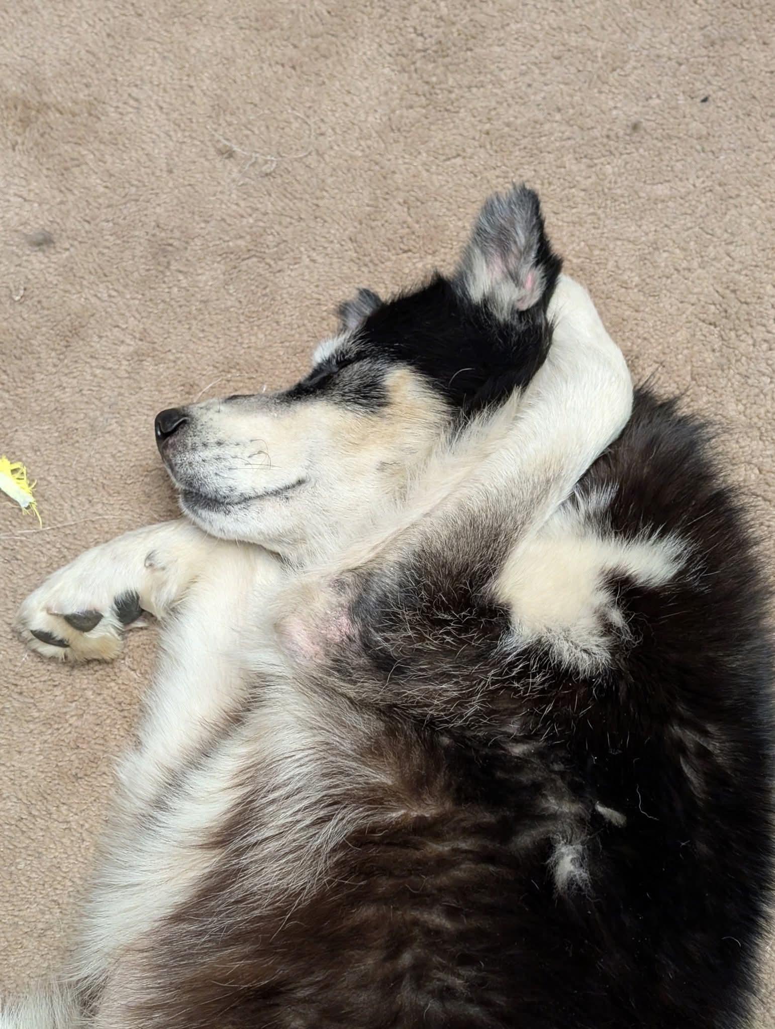 Captain, a Adoptable Husky in Glenmoore, PA image 2/3