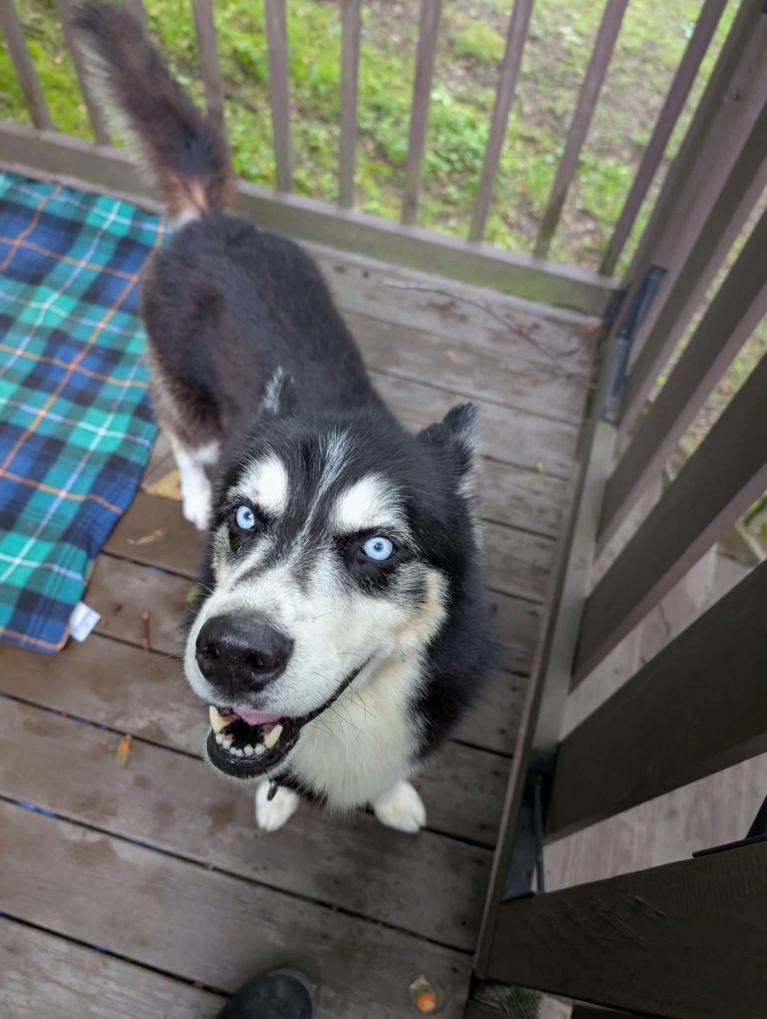Captain, a Adoptable Husky in Glenmoore, PA image 3/3