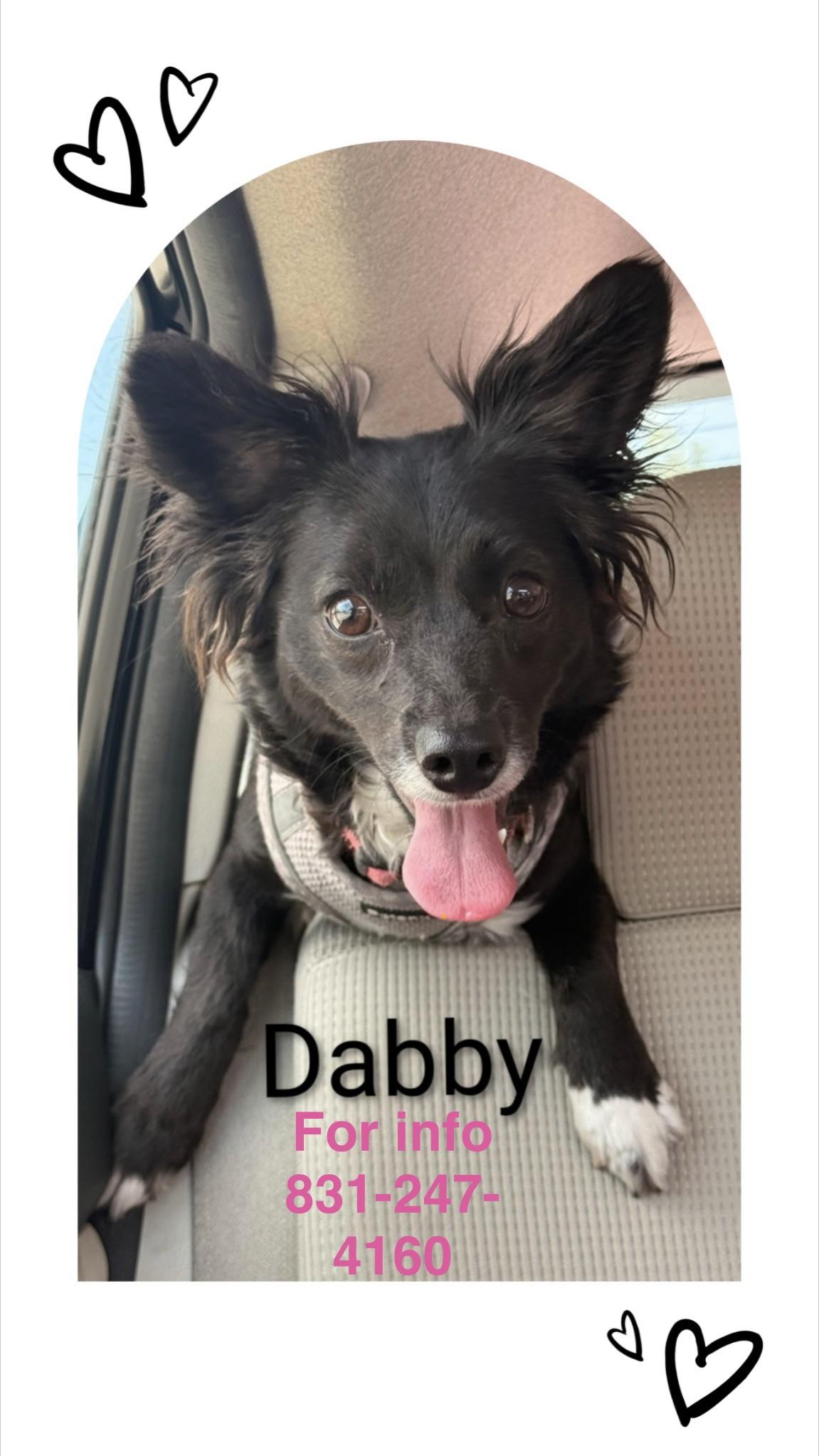 Dabby, ADOPTABLE, Adult Female Papillon.
