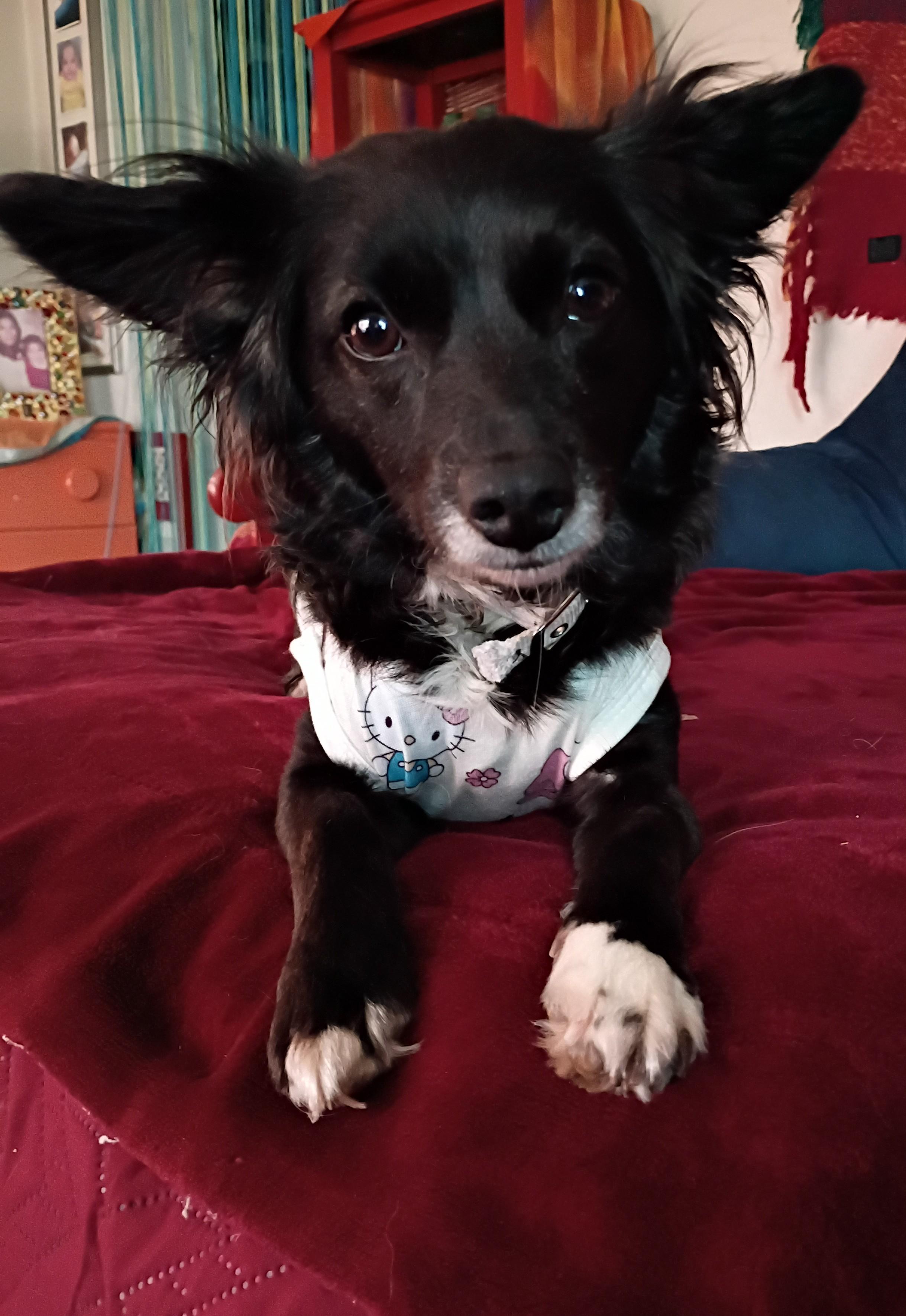 Dabby, a ADOPTABLE mixed breed in Santa Cruz, CA image 3/3