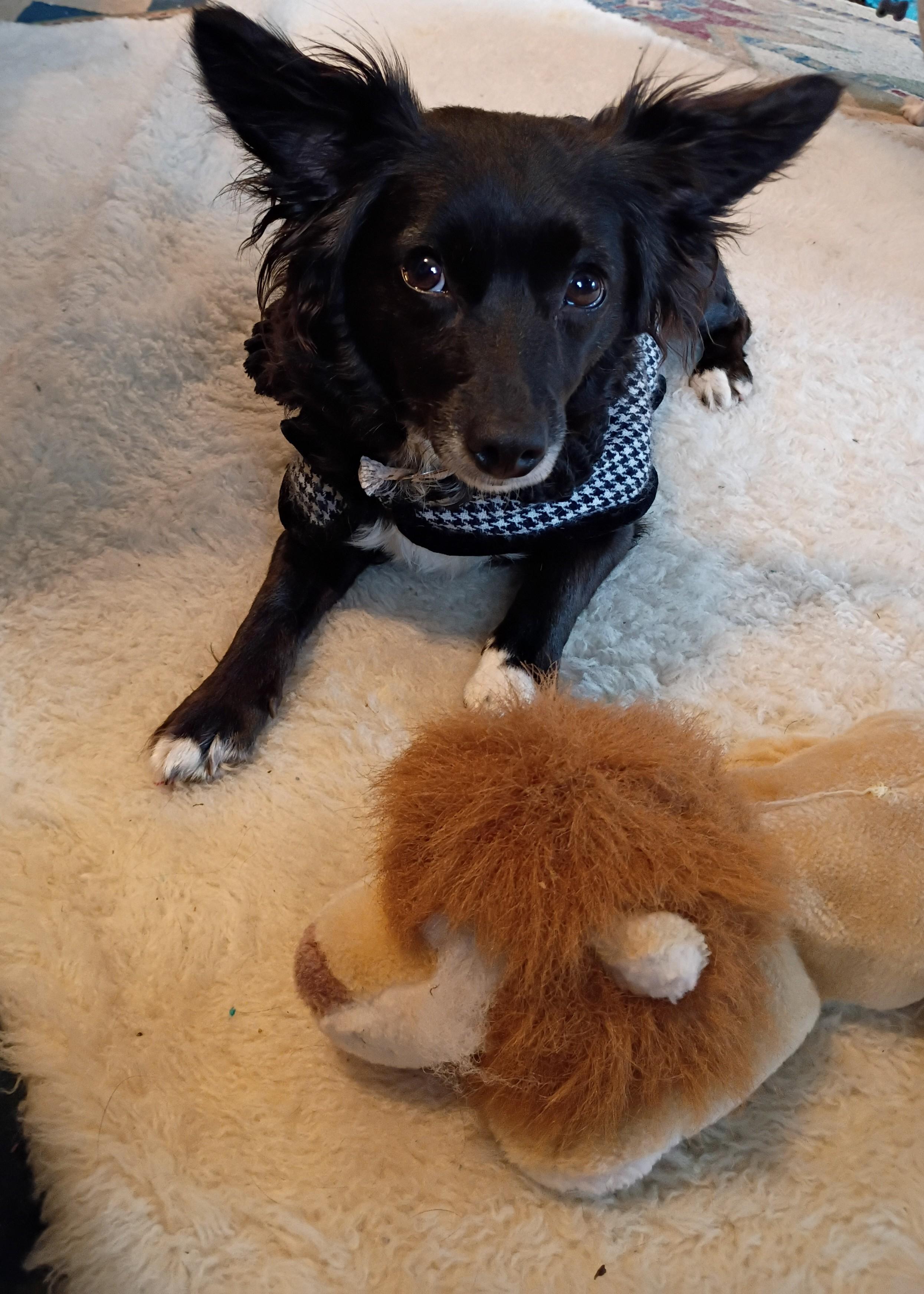 Dabby, a ADOPTABLE mixed breed in Santa Cruz, CA image 2/3