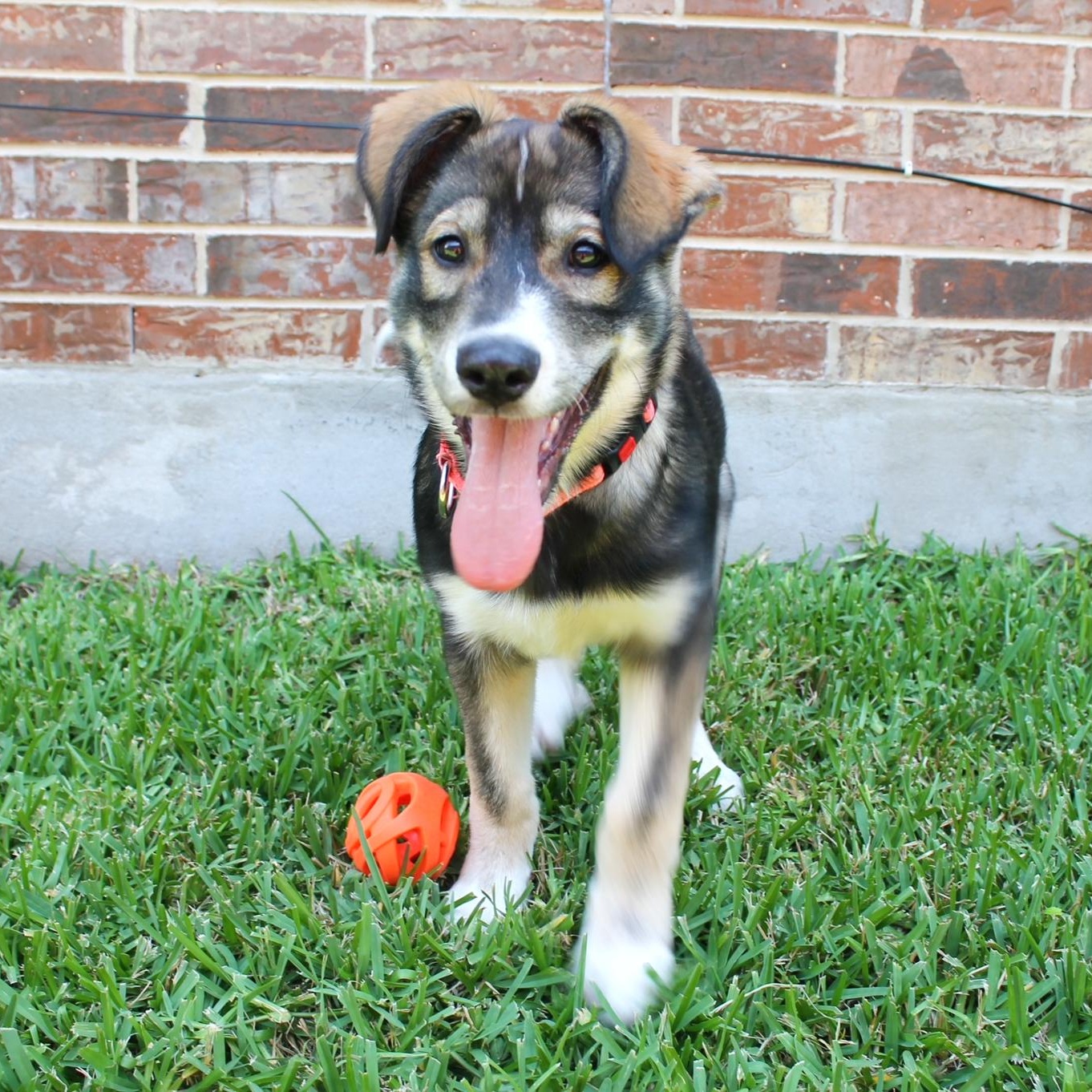 Roxy, a Adoptable mixed breed in Boise, ID image 5/6