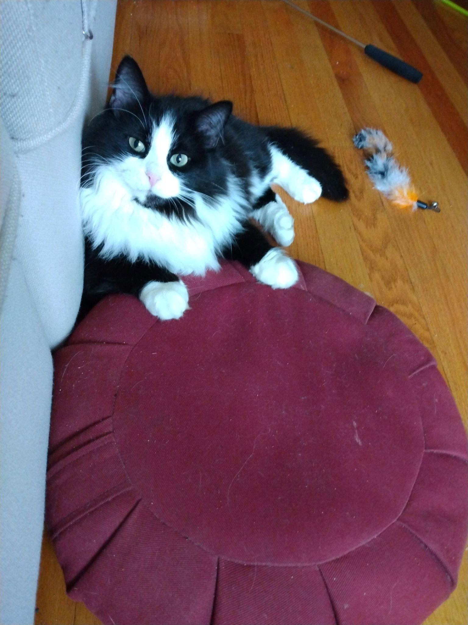 Stella, Adoptable, Adult Female Domestic Long Hair.