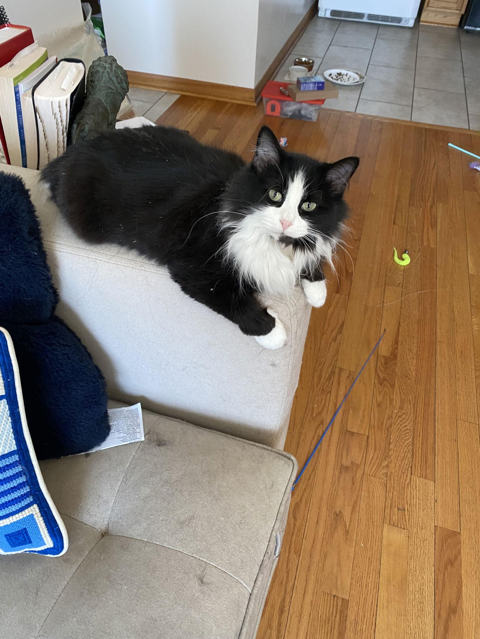 Stella, a Adoptable Domestic Long Hair in Wheaton, IL image 2/3