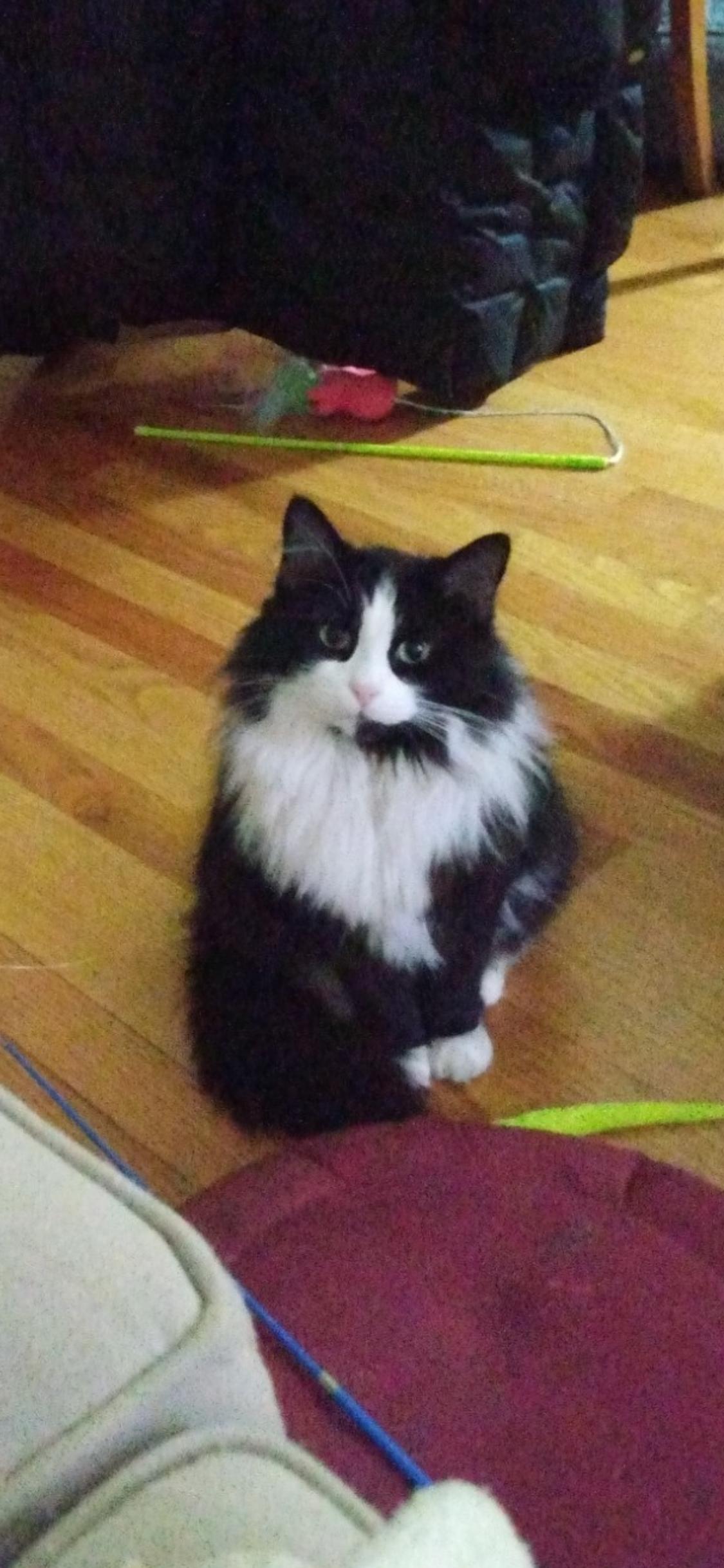 Stella, a Adoptable Domestic Long Hair in Wheaton, IL image 3/3