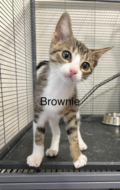Brownie