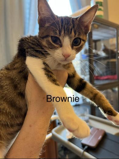 Brownie
