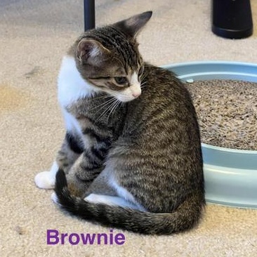Brownie