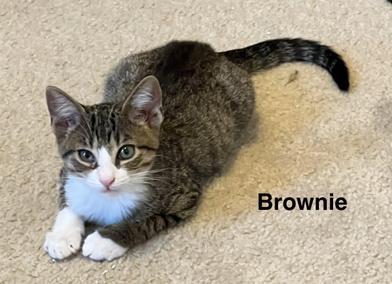 Brownie