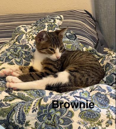Brownie