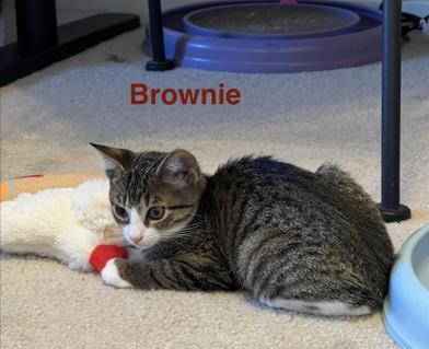 Brownie
