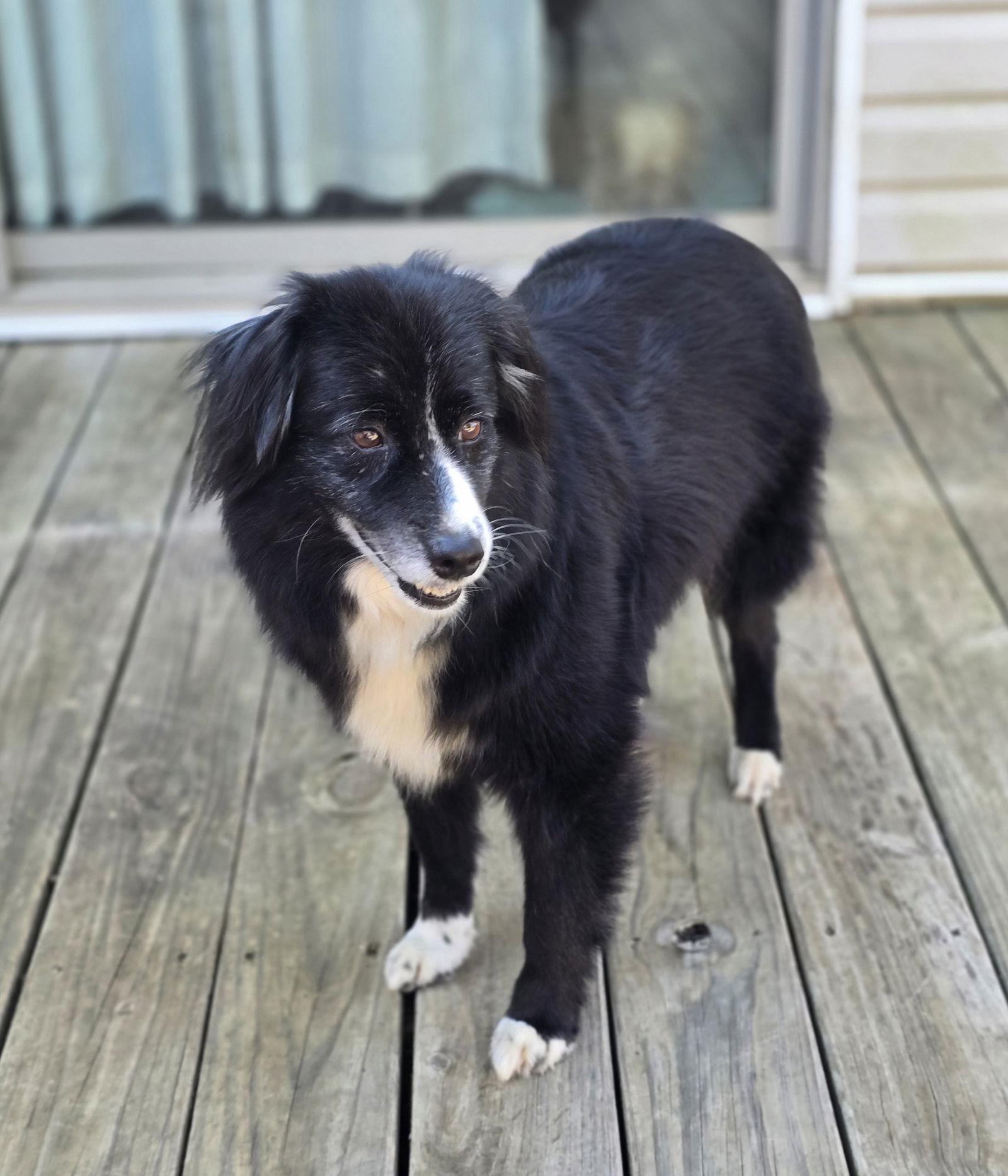 Remi, a Adoptable Australian Shepherd in Social Circle, GA image 1/3