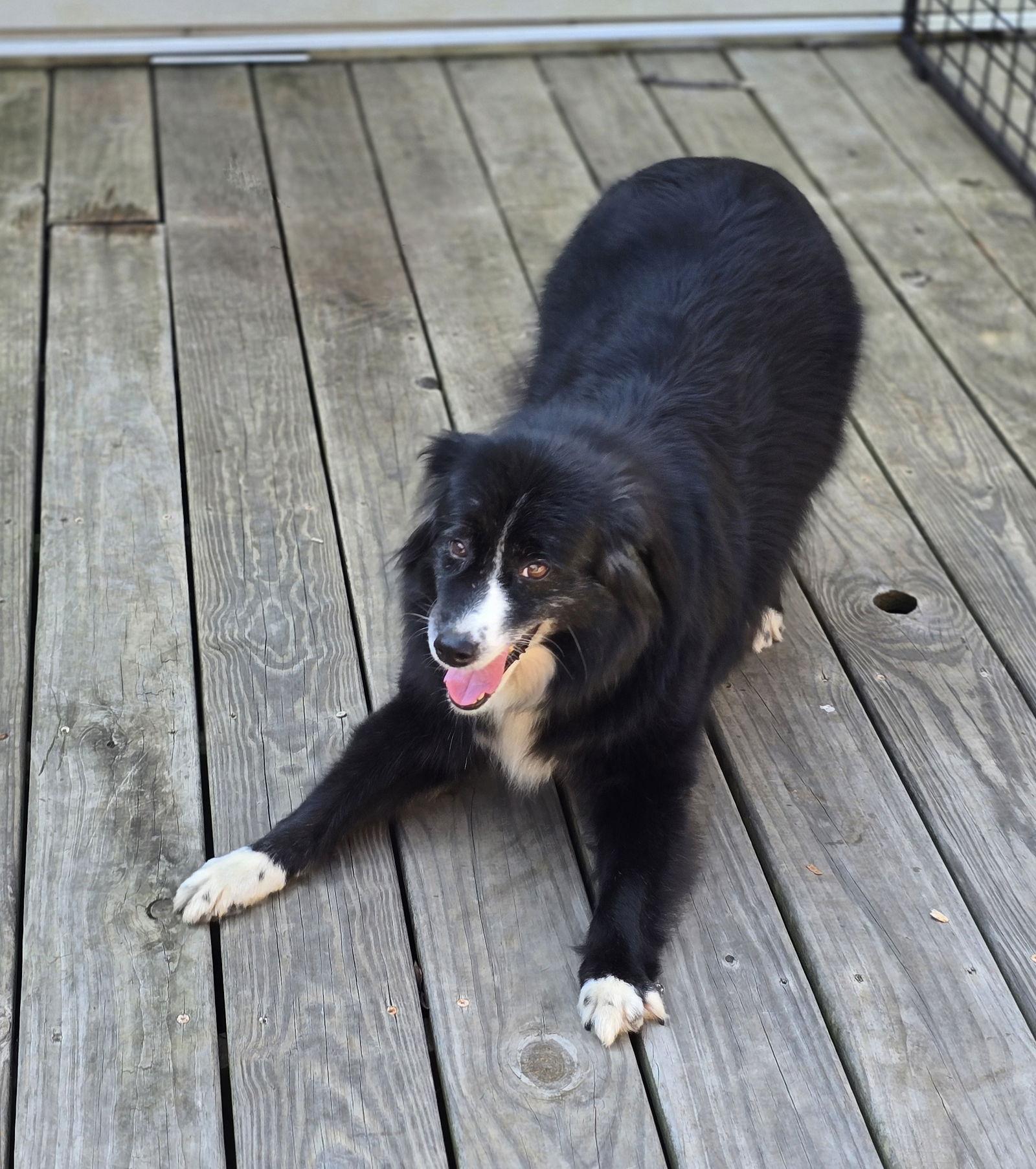 Remi, a Adoptable Australian Shepherd in Social Circle, GA image 2/3
