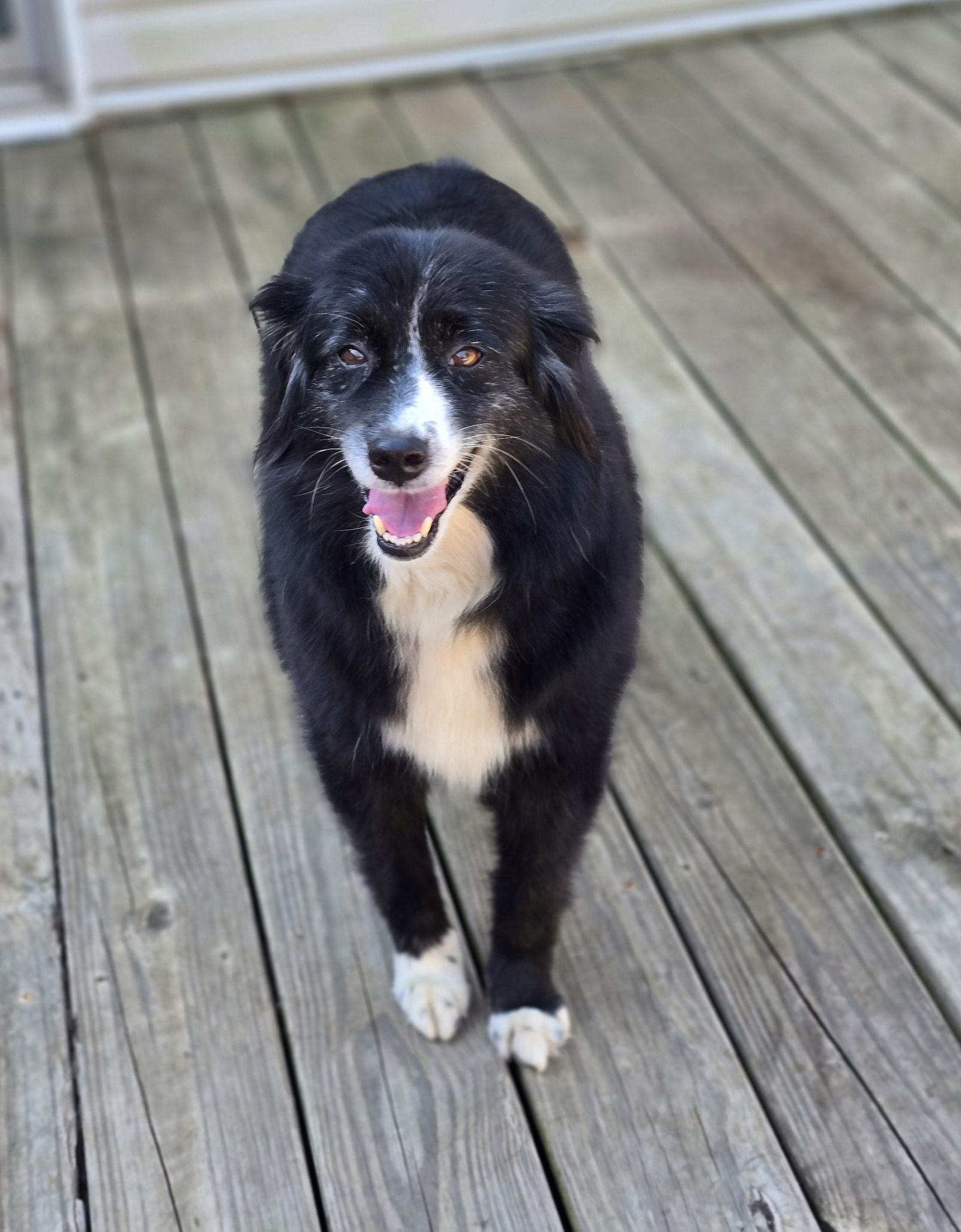 Remi, a Adoptable Australian Shepherd in Social Circle, GA image 3/3