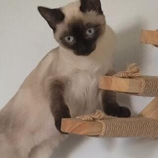 Lily, a Adoptable Domestic Short Hair in Oakville, WA image 2/4