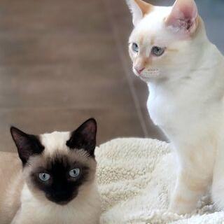 Lily, a Adoptable Domestic Short Hair in Oakville, WA image 4/4