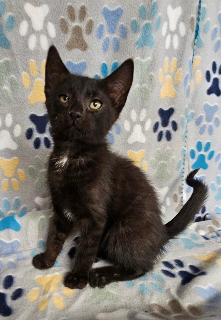 Johnny, a Adoptable mixed breed in Wabash, IN image 1/2