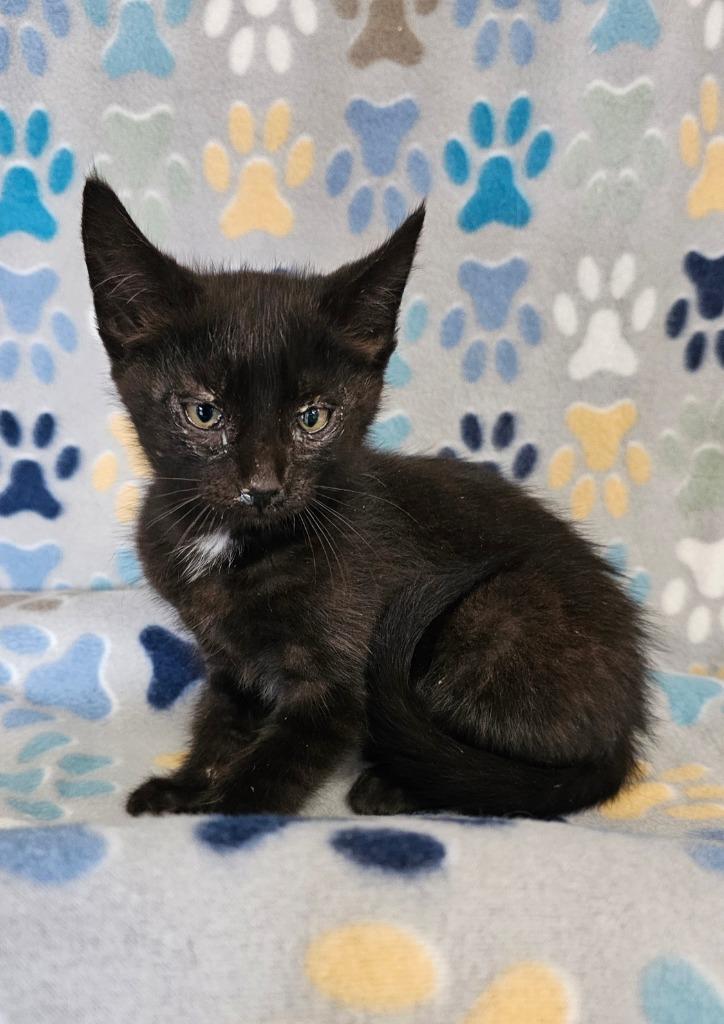 Johnny, a Adoptable mixed breed in Wabash, IN image 2/2