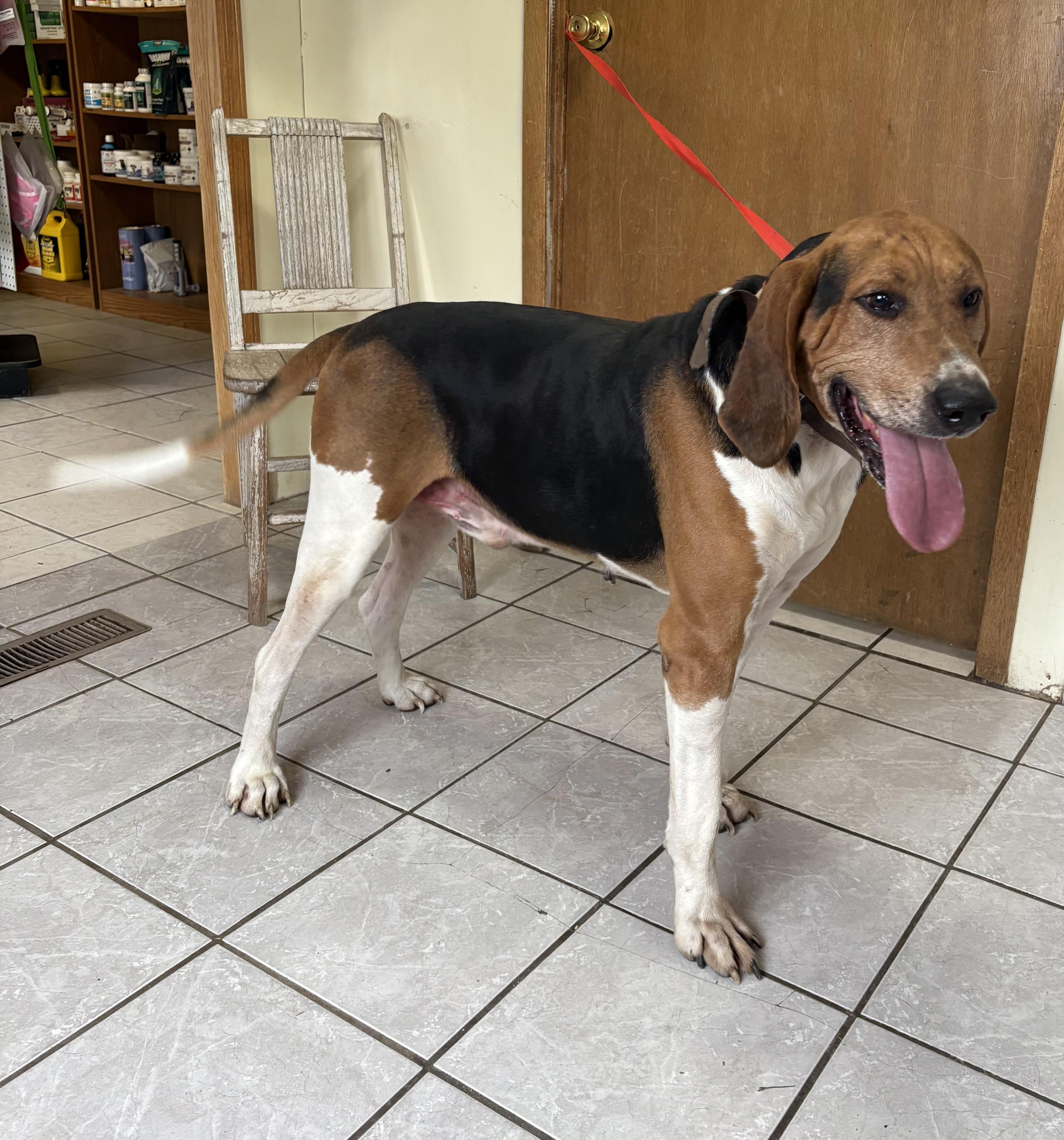 Bob, an adoptable Treeing Walker Coonhound in Grant, NE, 69140 | Photo Image 2