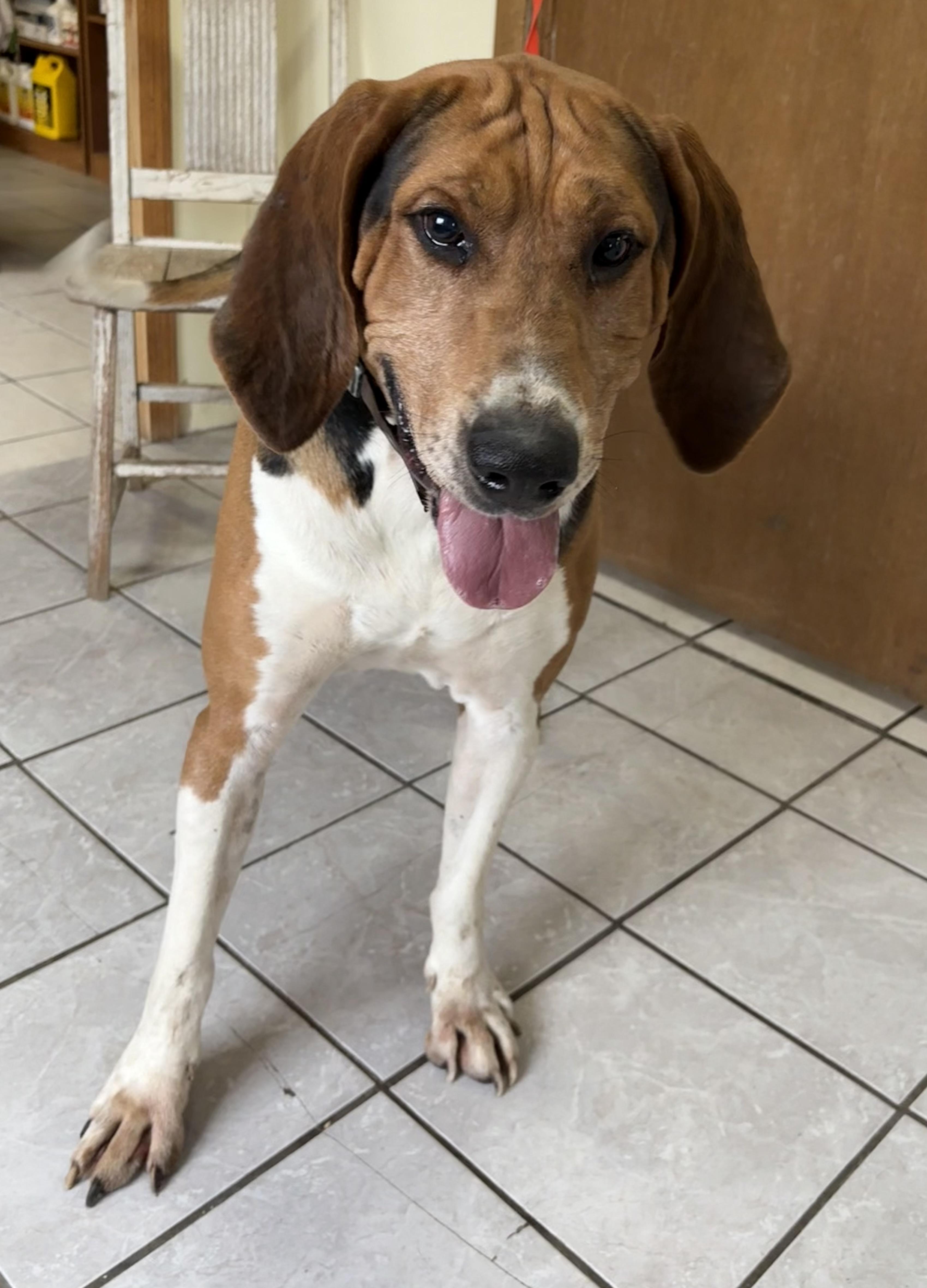 Bob, an adoptable Treeing Walker Coonhound in Grant, NE, 69140 | Photo Image 1