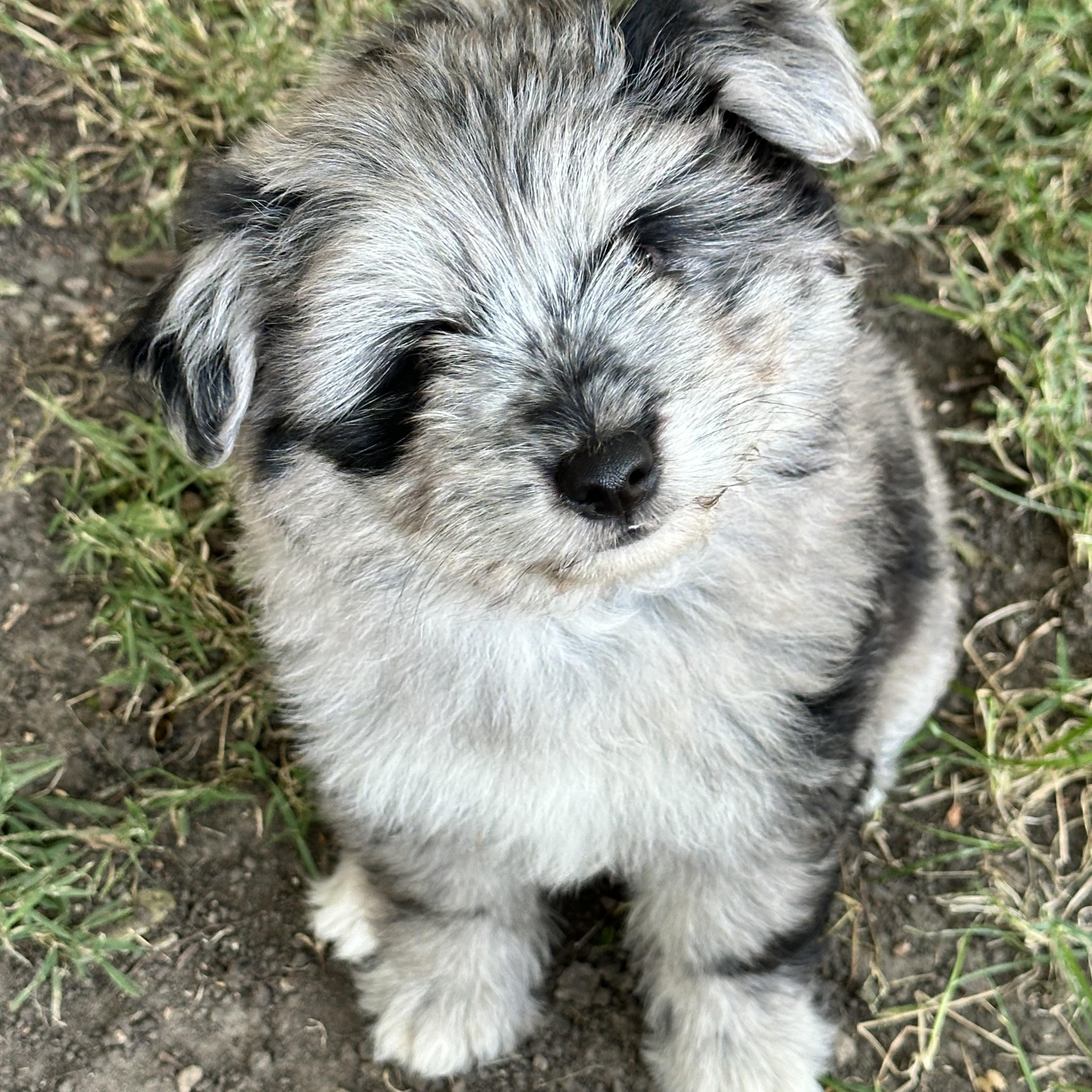 Bluey