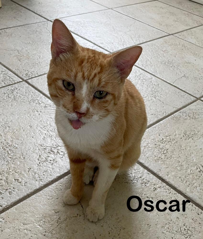 Enlarge Oscar, a Adoptable Domestic Short Hair in Orlando, FL image 1/4