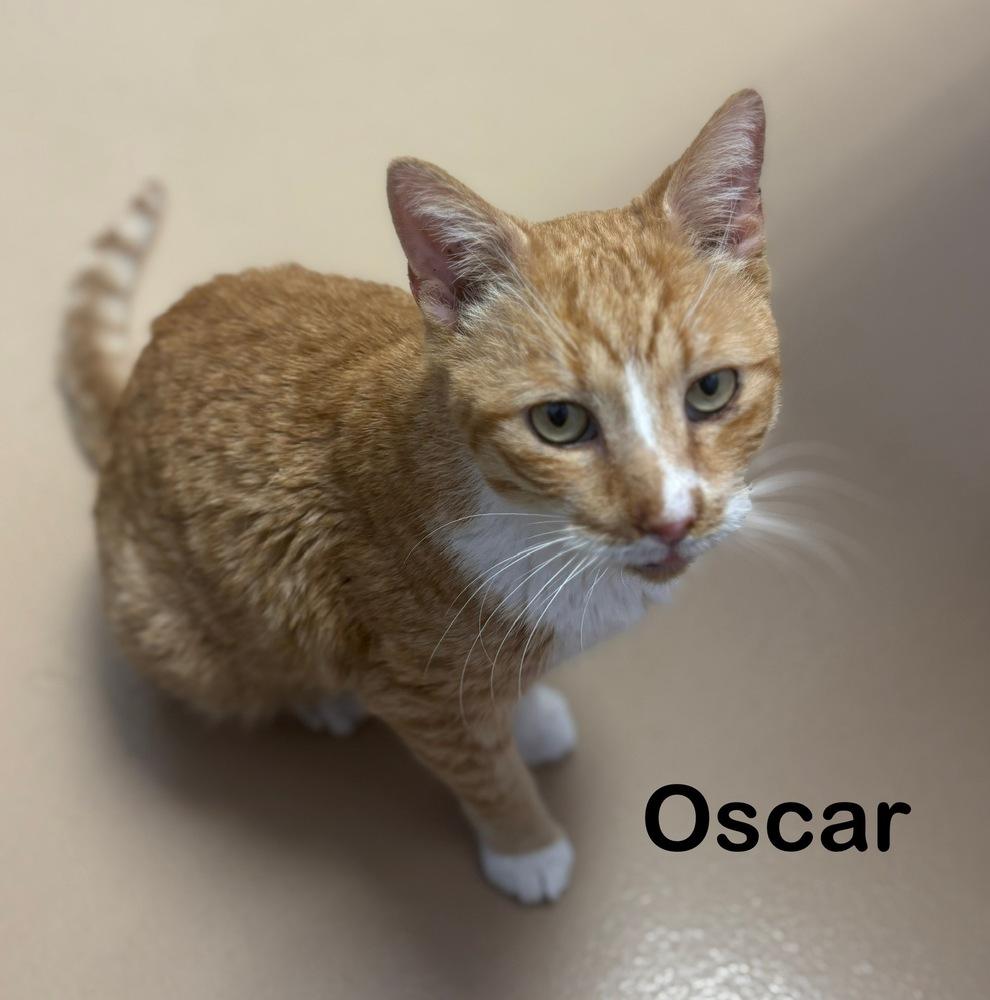 Oscar — thumbnail 2