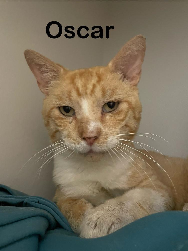 Enlarge Oscar, a Adoptable Domestic Short Hair in Orlando, FL image 3/4