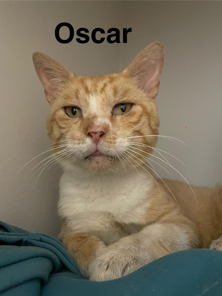 Enlarge Oscar, a Adoptable Domestic Short Hair in Orlando, FL image 4/4
