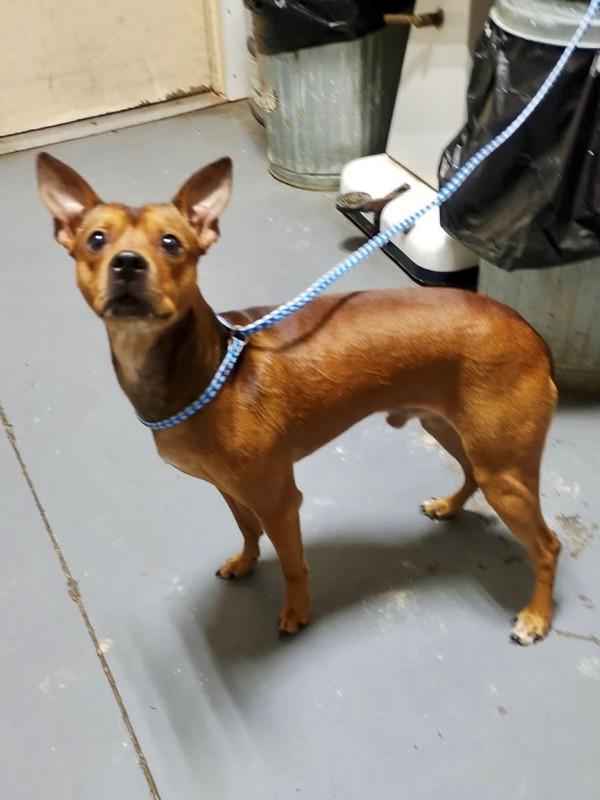 Enlarge 25-12-3623 Cinnamon, a Adoptable mixed breed in Dallas, GA image 1/1