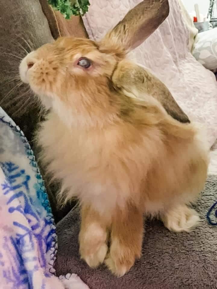 Willie, Adoptable, Adult Male Lionhead & Angora Rabbit.