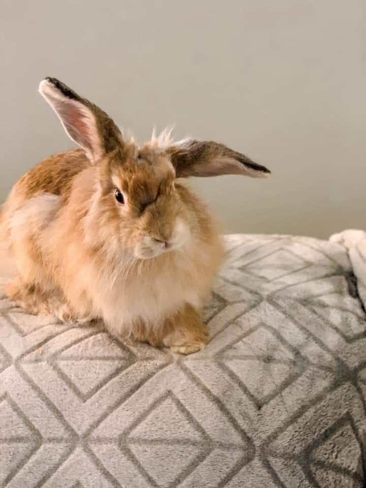 Willie, a Adoptable mixed breed in Southaven, MS image 3/3