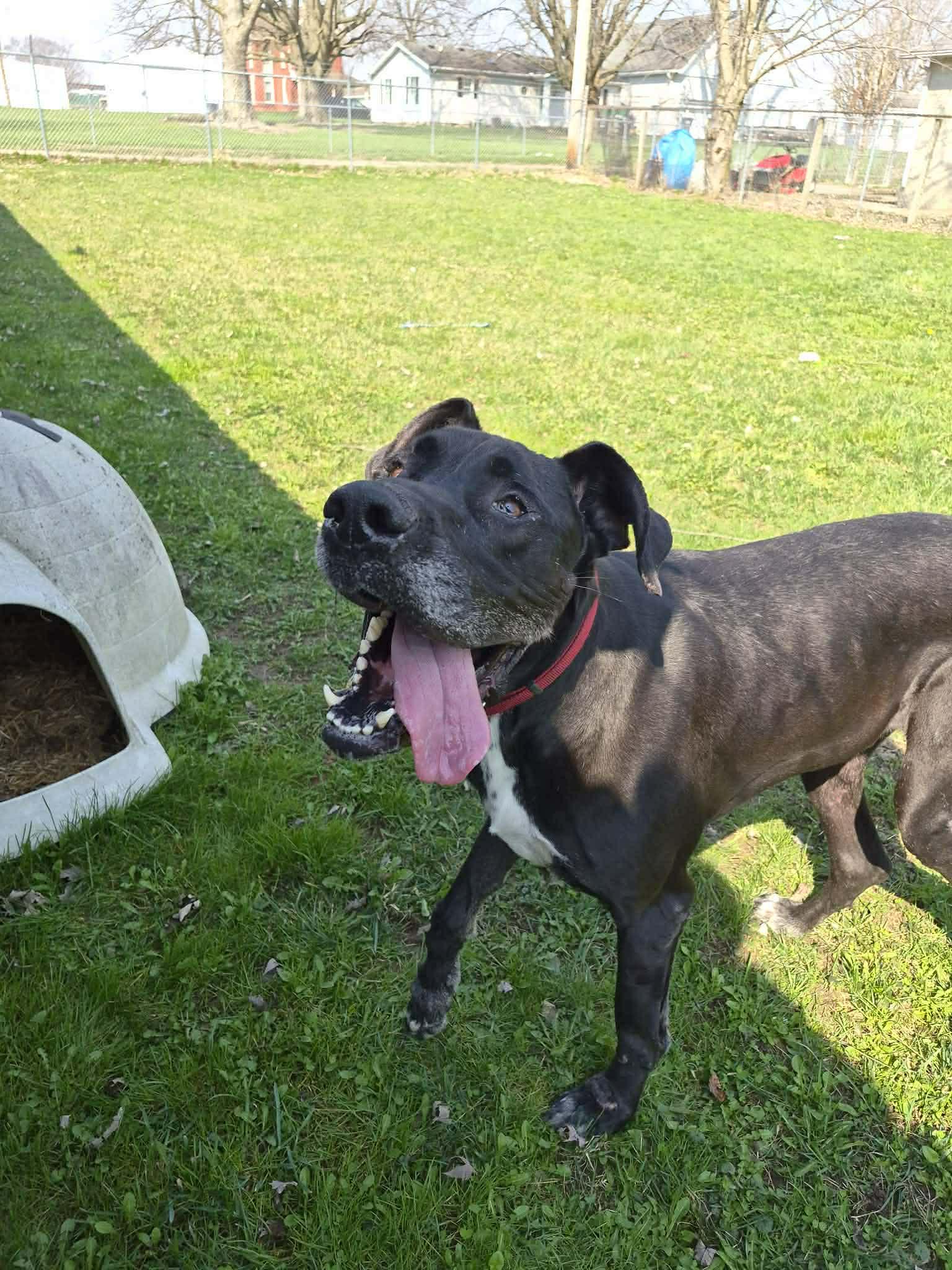 Hank, Adoptable, Senior Male Great Dane.