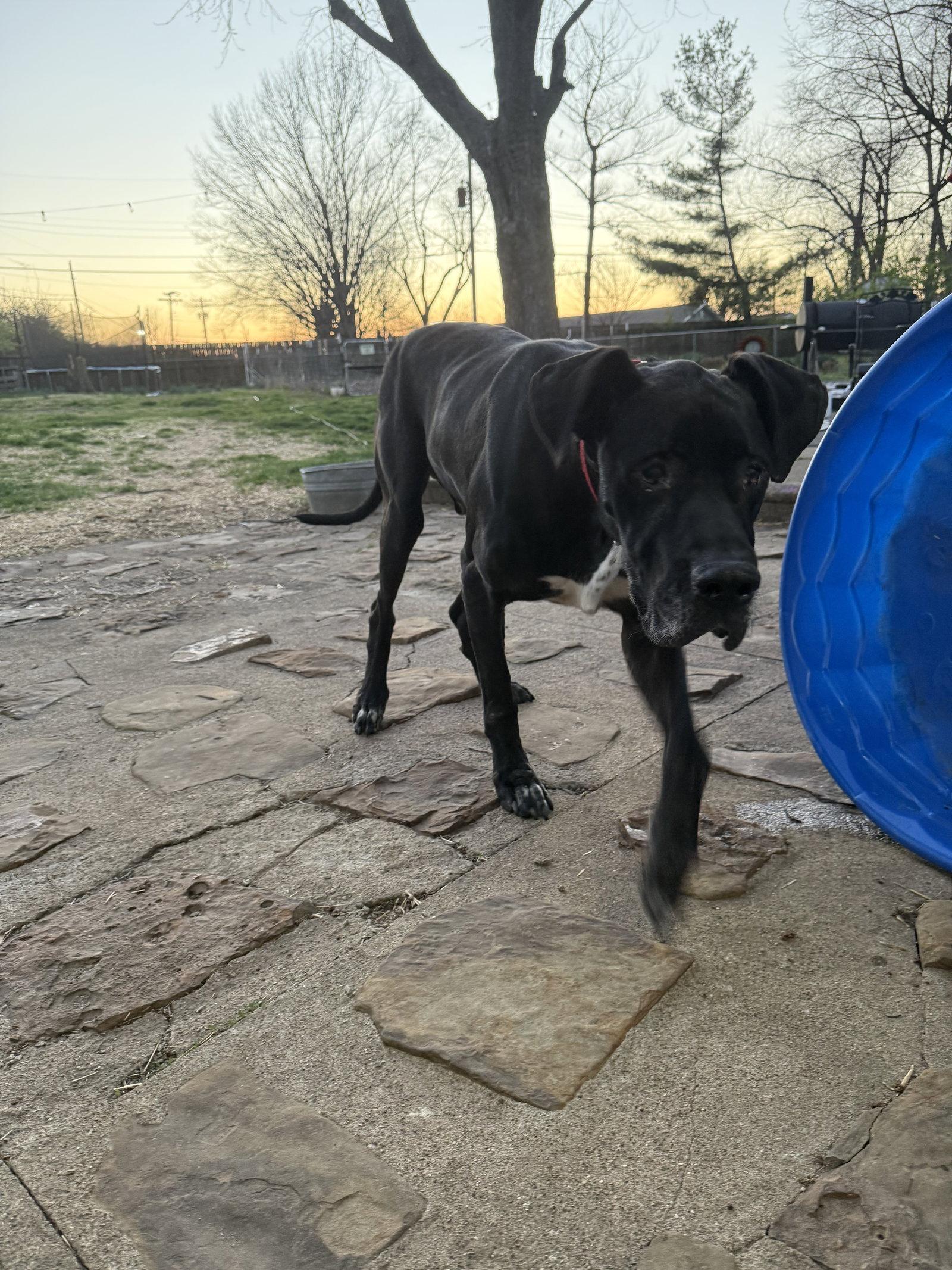 Enlarge Hank, a Adoptable Great Dane in Columbus, IN image 2/3