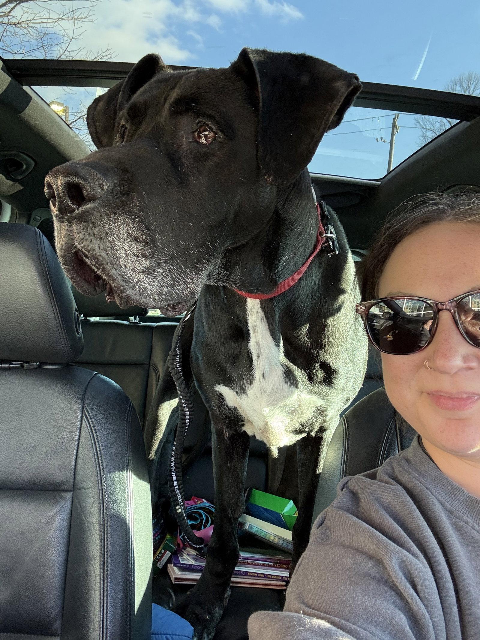 Enlarge Hank, a Adoptable Great Dane in Columbus, IN image 3/3