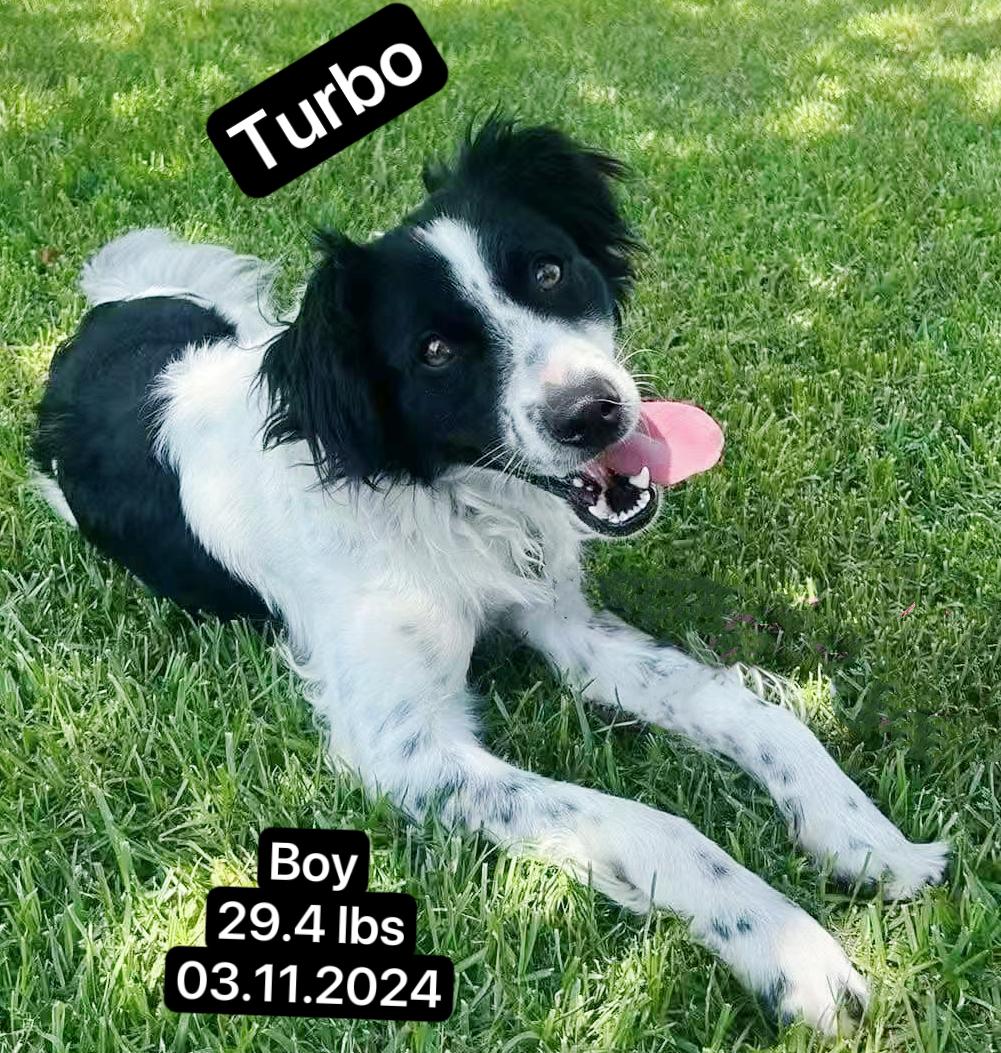 Turbo, a ADOPTABLE Border Collie in West Hollywood, CA image 1/5