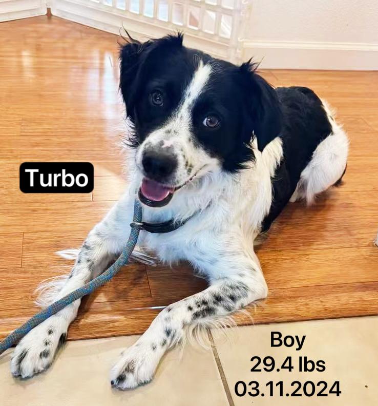 Turbo, a ADOPTABLE Border Collie in West Hollywood, CA image 2/5