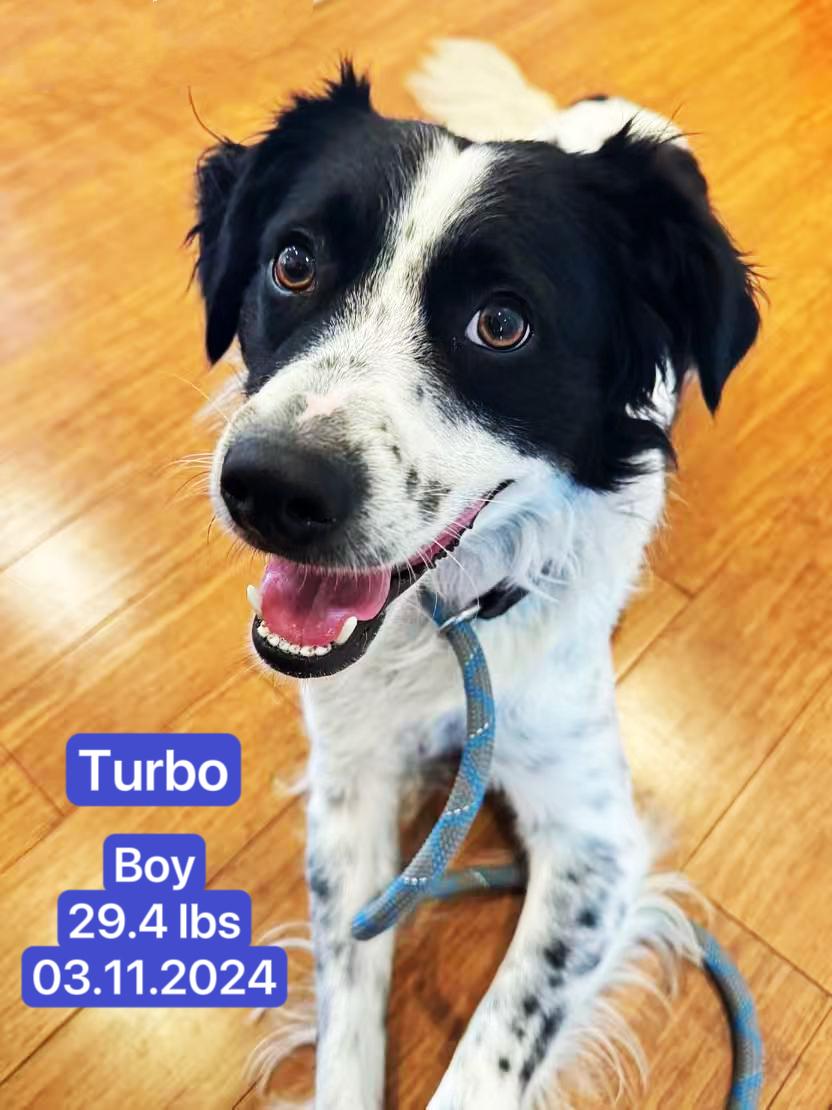 Turbo, a ADOPTABLE Border Collie in West Hollywood, CA image 3/5