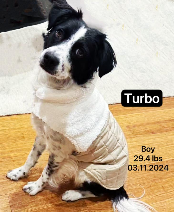 Turbo, a ADOPTABLE Border Collie in West Hollywood, CA image 4/5