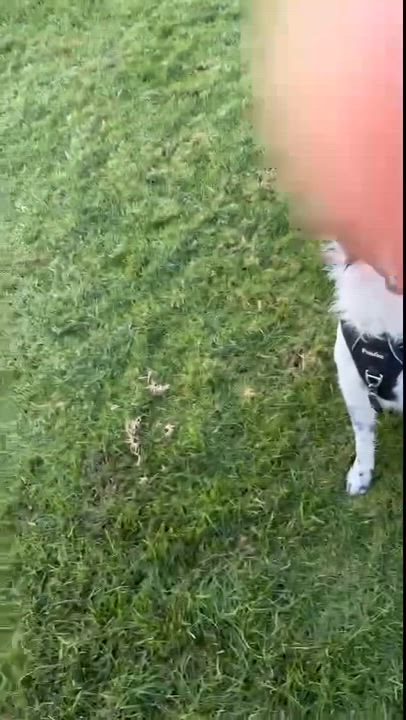 Enlarge Turbo, a ADOPTABLE Border Collie in West Hollywood, CA video 5/5