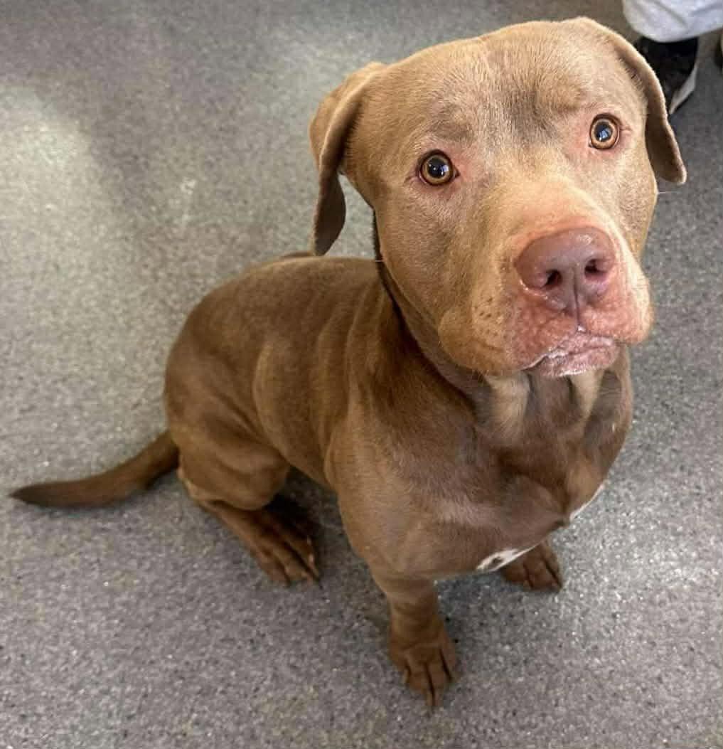 Enlarge Ronnie, a Adoptable Pit Bull Terrier in Covington, VA image 1/1